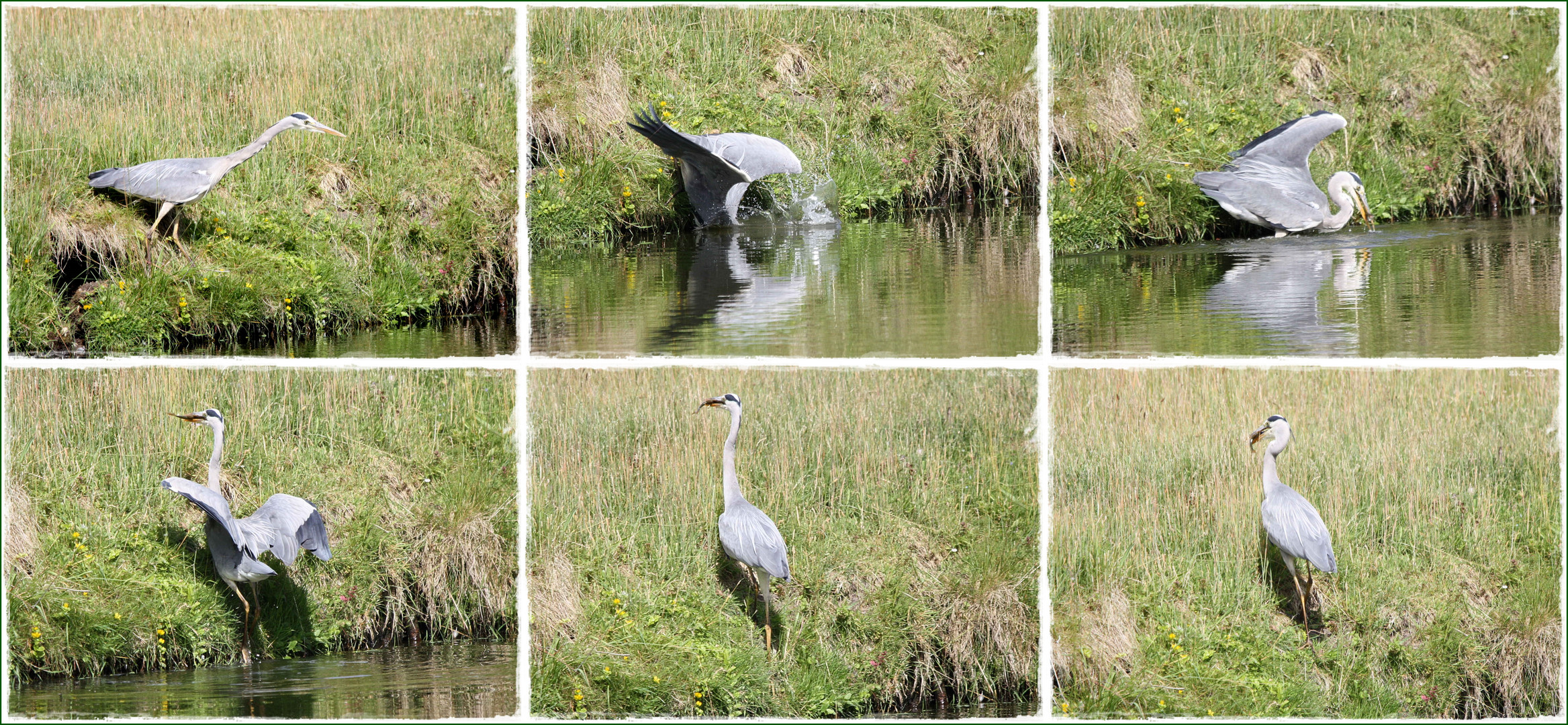 Der Reiher beim Fischfang