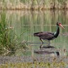 Der Reiher, der sich nicht traut... Schwarzstorch (Ciconia nigra) bei der Futtersuche