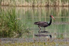 Der Reiher, der sich nicht traut... Schwarzstorch (Ciconia nigra) bei der Futtersuche