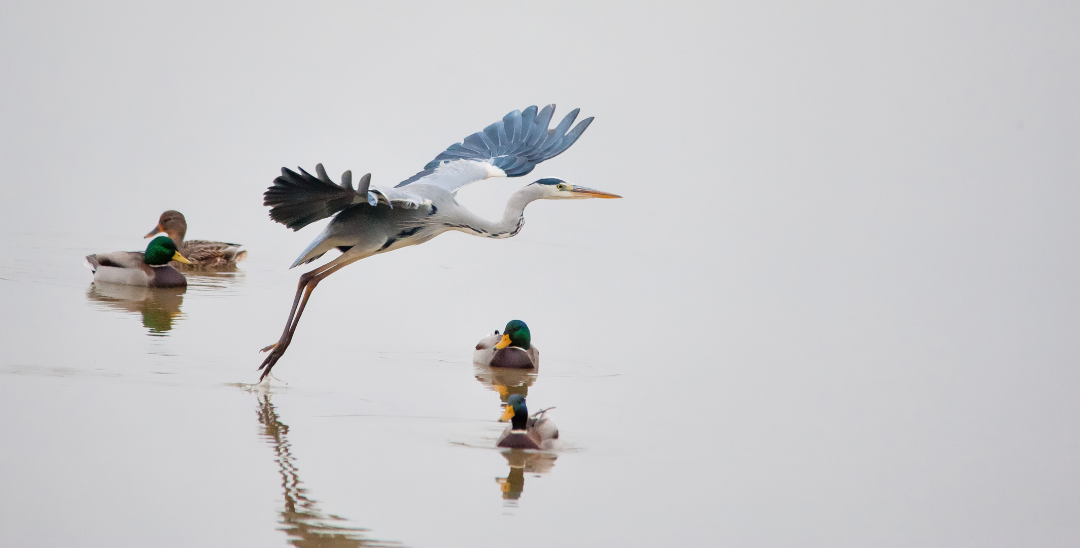 der Reiher & die Enten _ 4