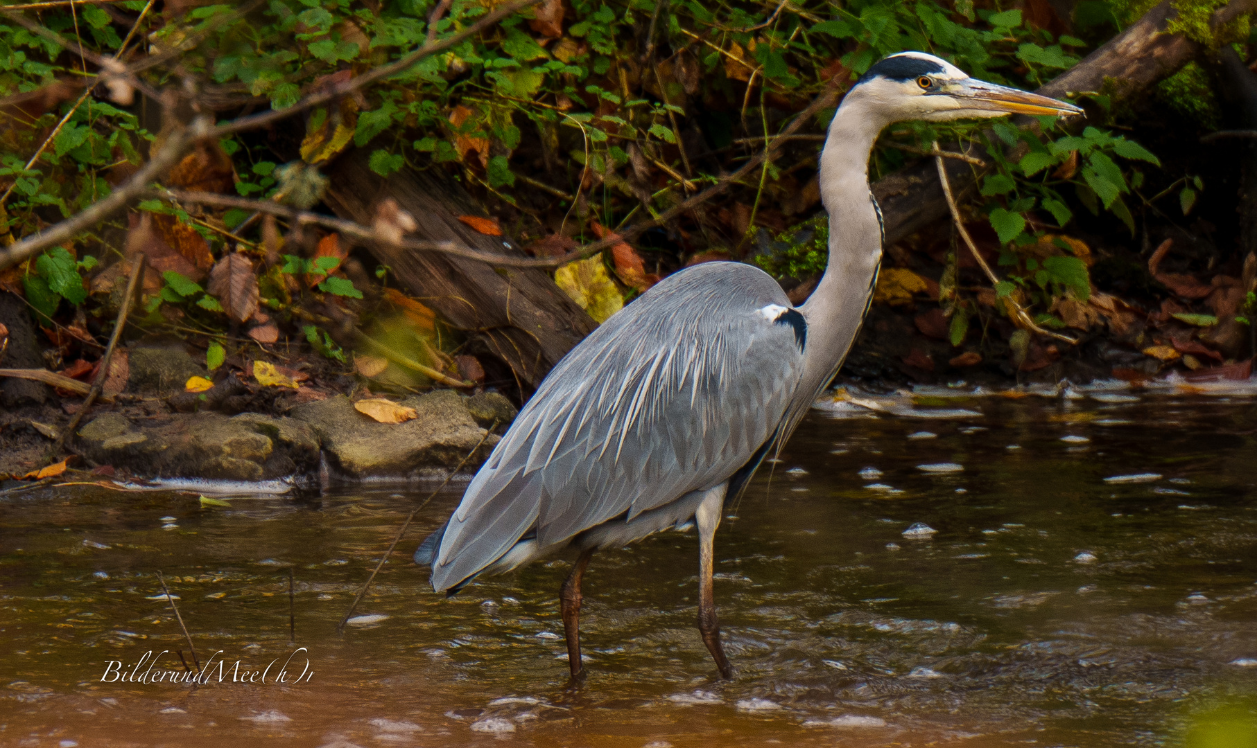 _... der Reiher