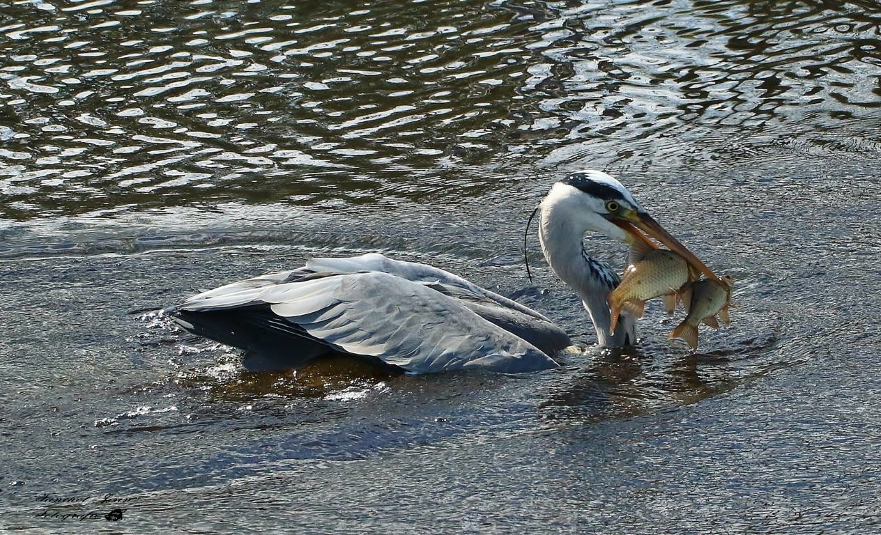 Der Reiher fang zwei Fische auf einmal 