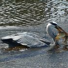 Der Reiher fang zwei Fische auf einmal 