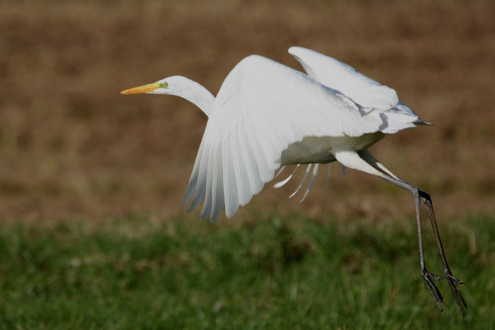 Der Reiher fliegt ab IMG_0800