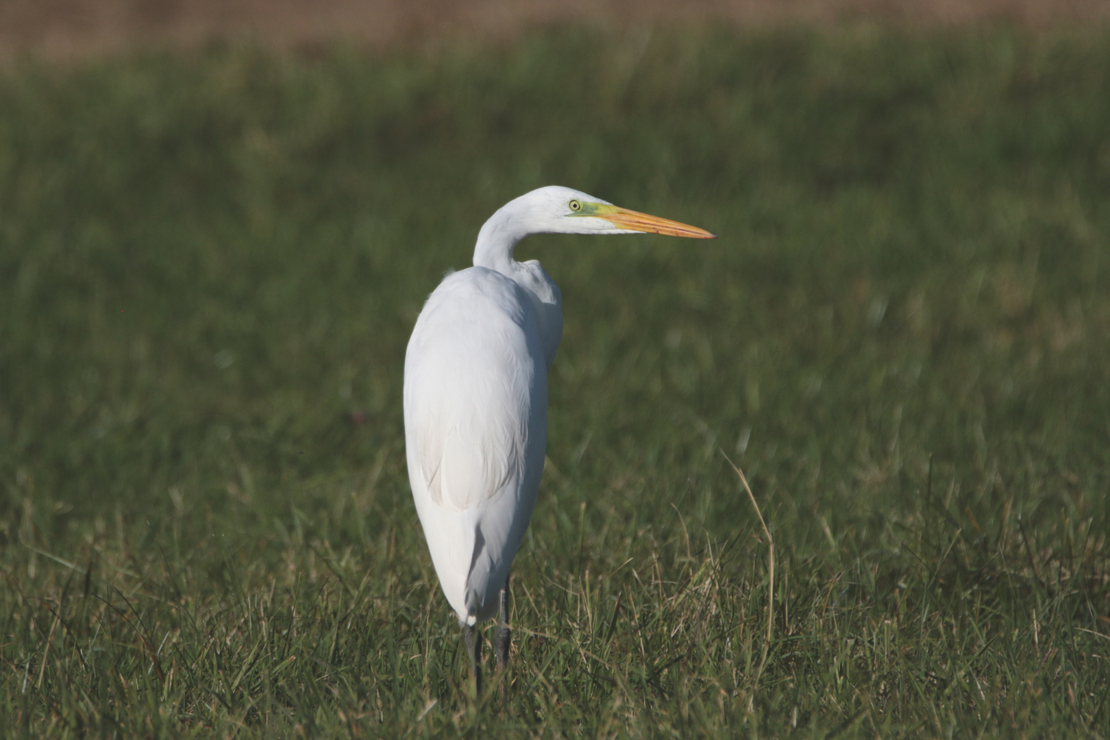 der Reiher hat mich im Blick IMG_0796