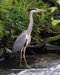 Der Reiher im Angerbach