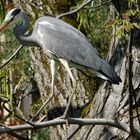 der Reiher im Baum