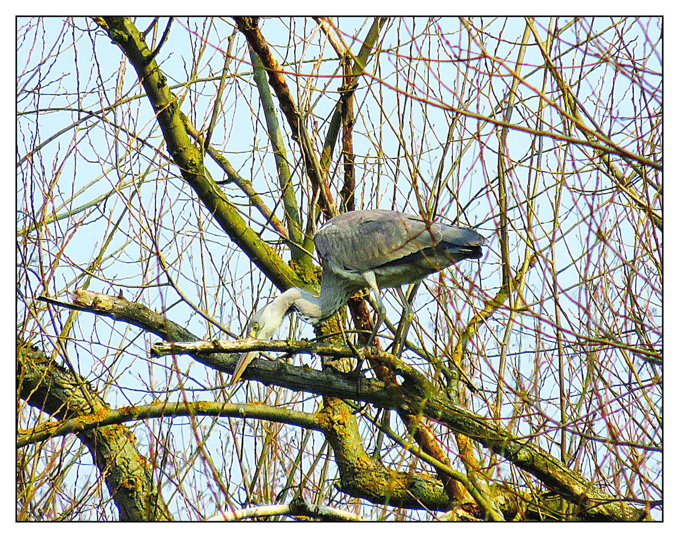 Der Reiher im Baum