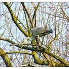 Der Reiher im Baum