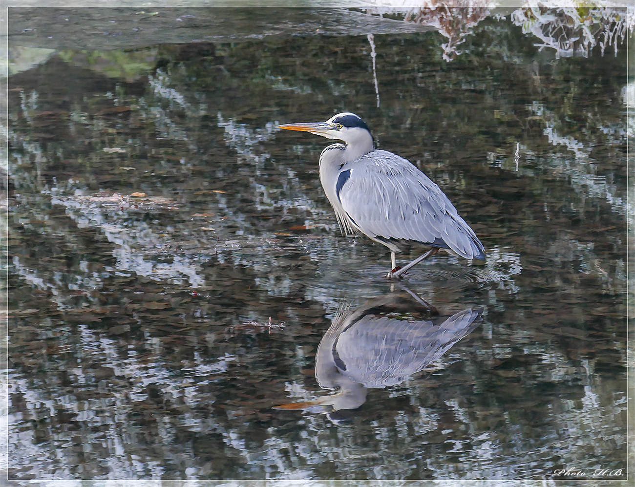 Der Reiher im eiskalten Wasser