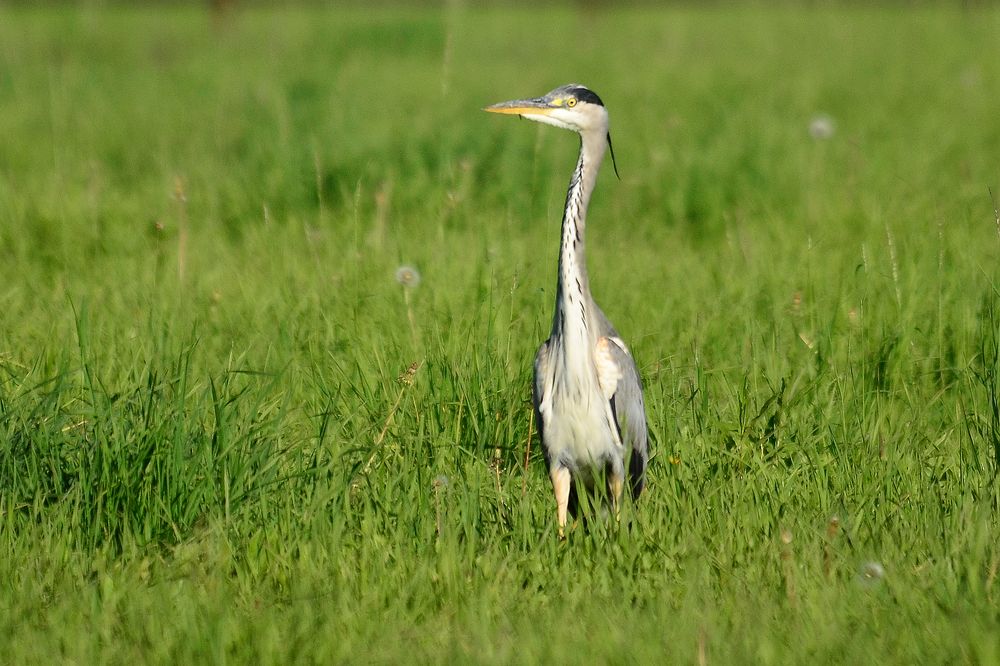 Der Reiher im Marienfeld