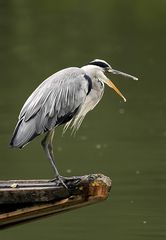 Der Reiher im Regen