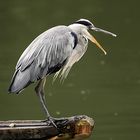 Der Reiher im Regen