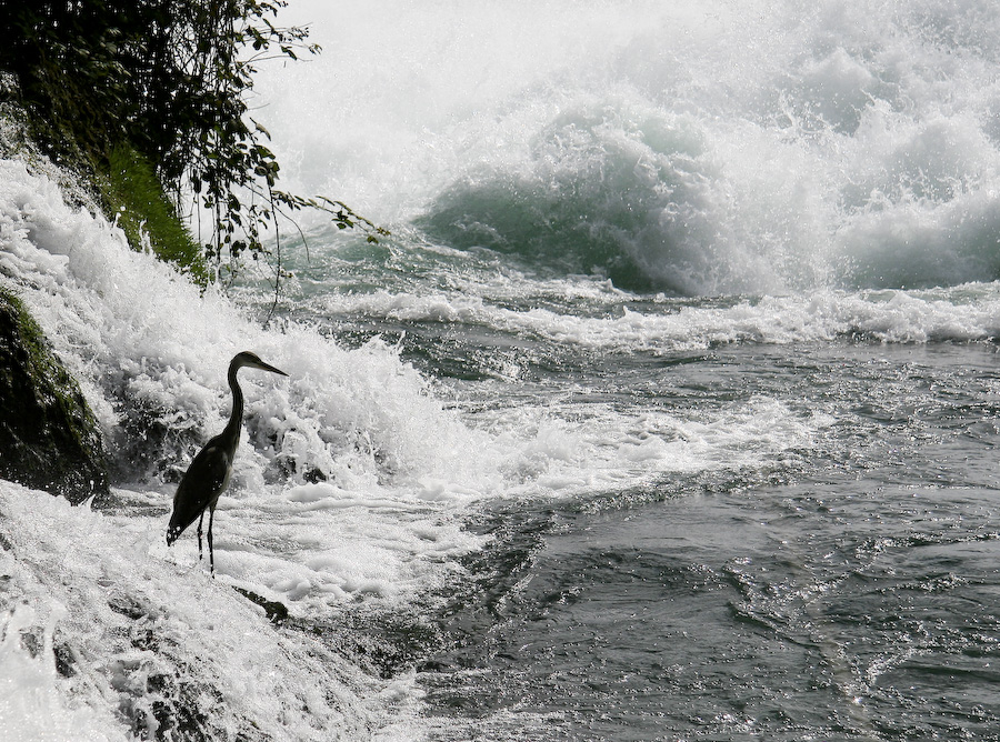 Der Reiher im Rheinfall