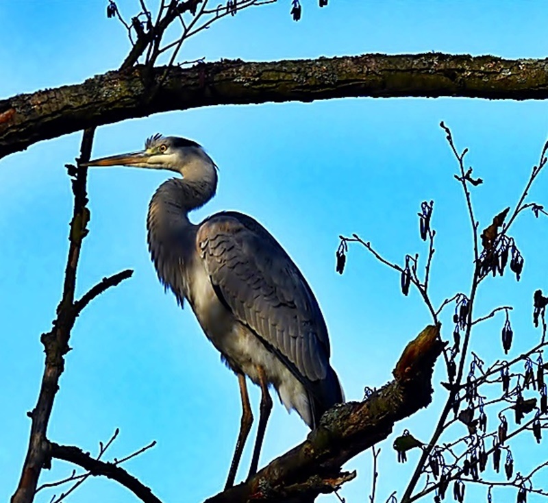 Der Reiher im Rombergpark . . .