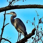 Der Reiher im Rombergpark . . .