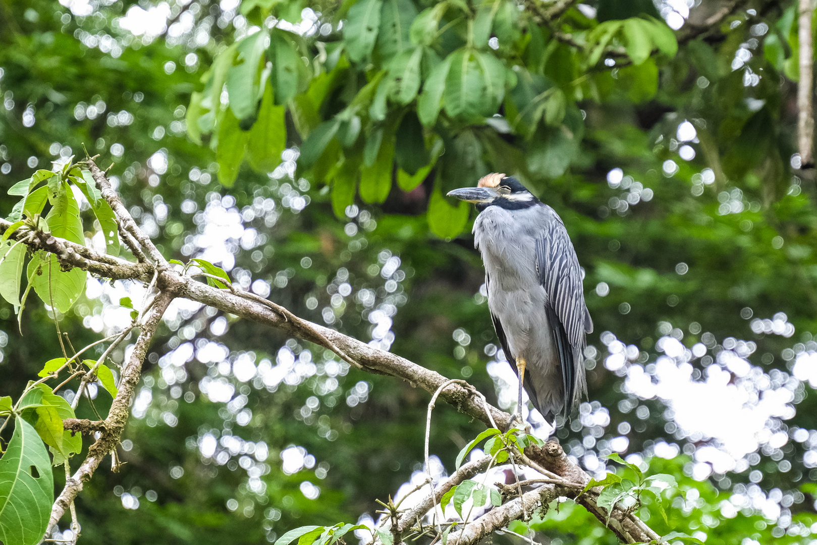 ...der Reiher im Tortuguero NP...