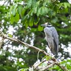 ...der Reiher im Tortuguero NP...