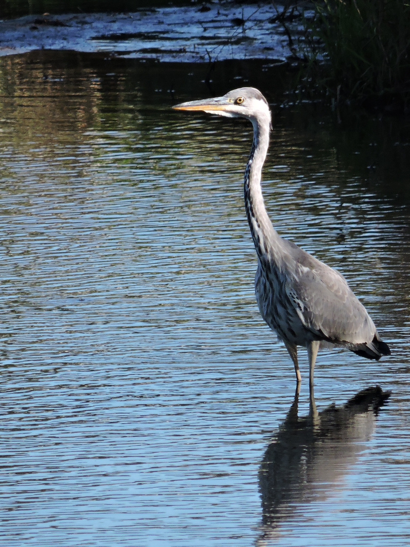 der Reiher im Weiher...... :-)