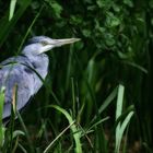 Der Reiher im Weiher