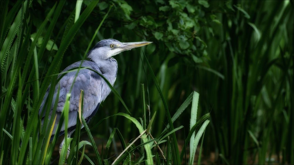 Der Reiher im Weiher