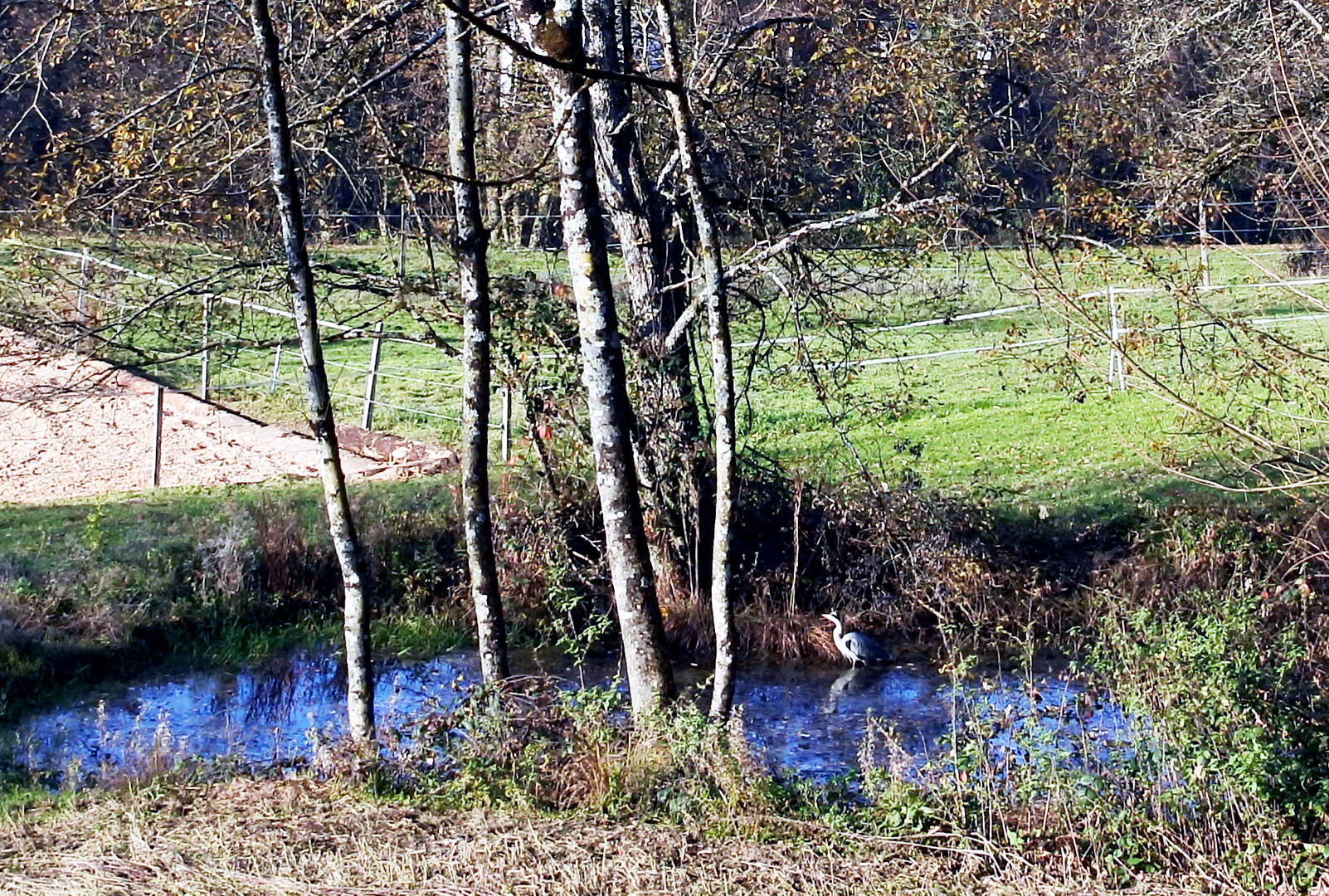 der Reiher im Weiher