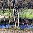 der Reiher im Weiher