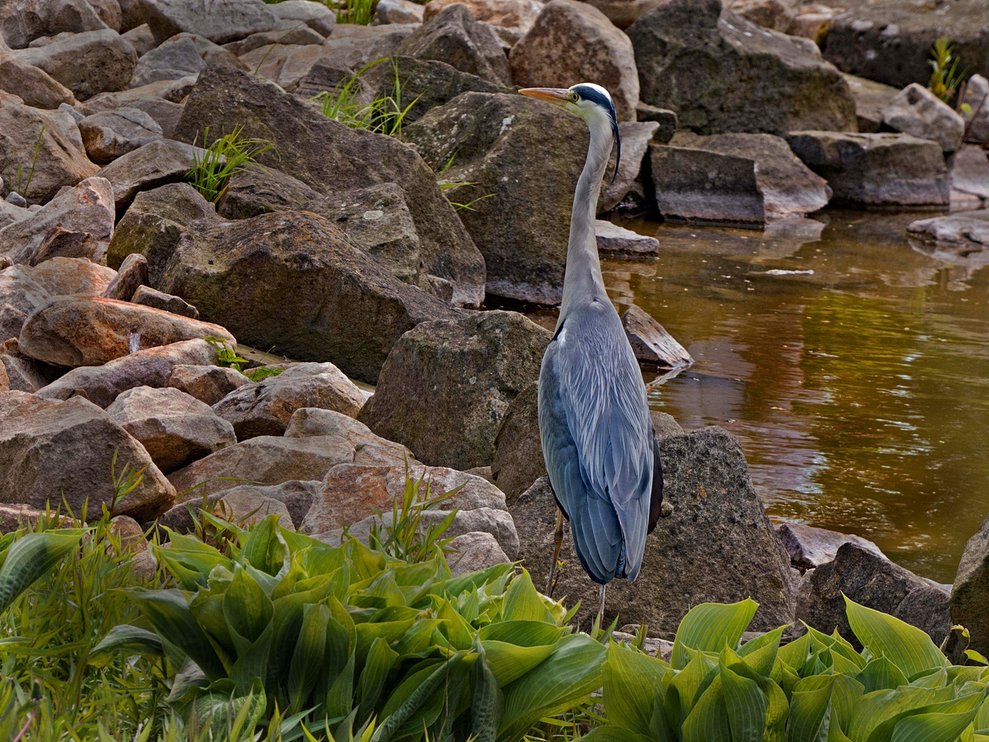 Der Reiher im Westfalenpark