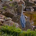 Der Reiher im Westfalenpark