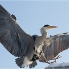 Der Reiher ist gelandet !