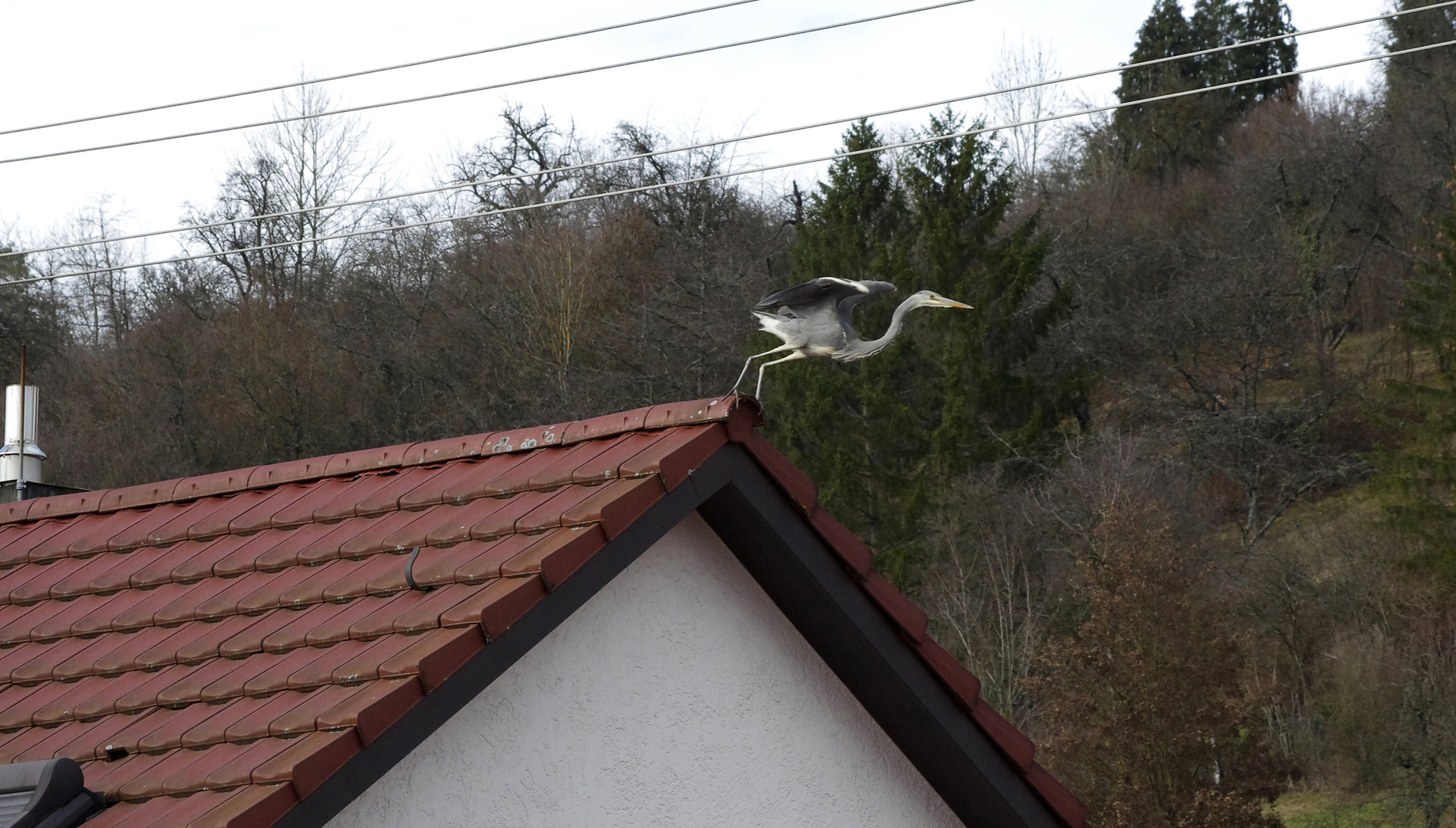 ...der Reiher macht den Abflug