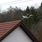 ...der Reiher macht den Abflug