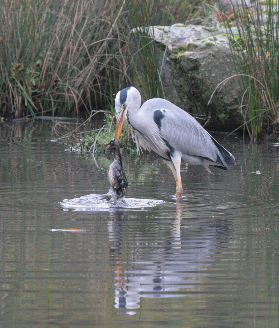 Der Reiher mit der Ente