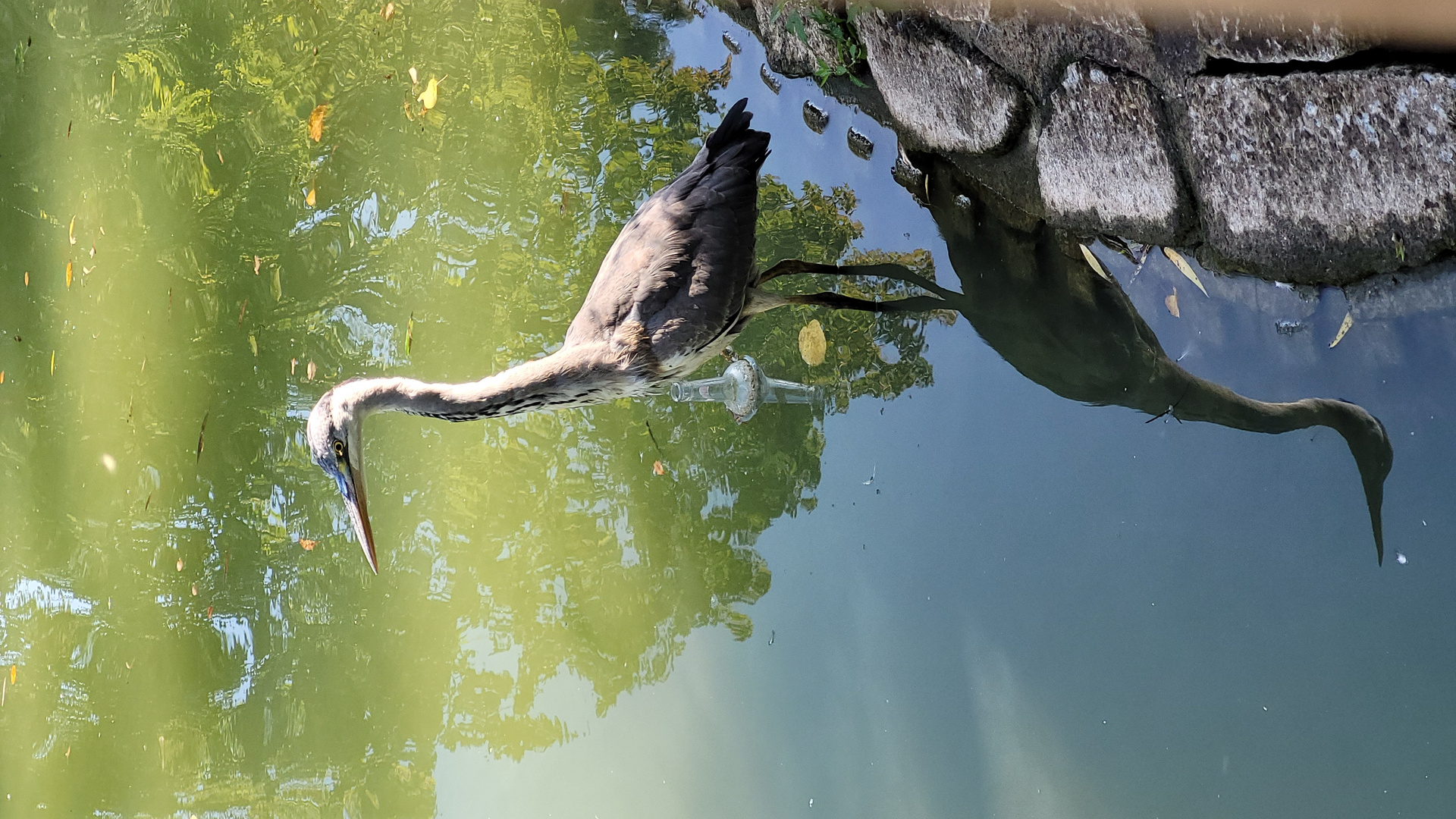 Der Reiher mit der Flasche