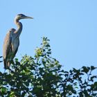 Der Reiher oben im Baum........