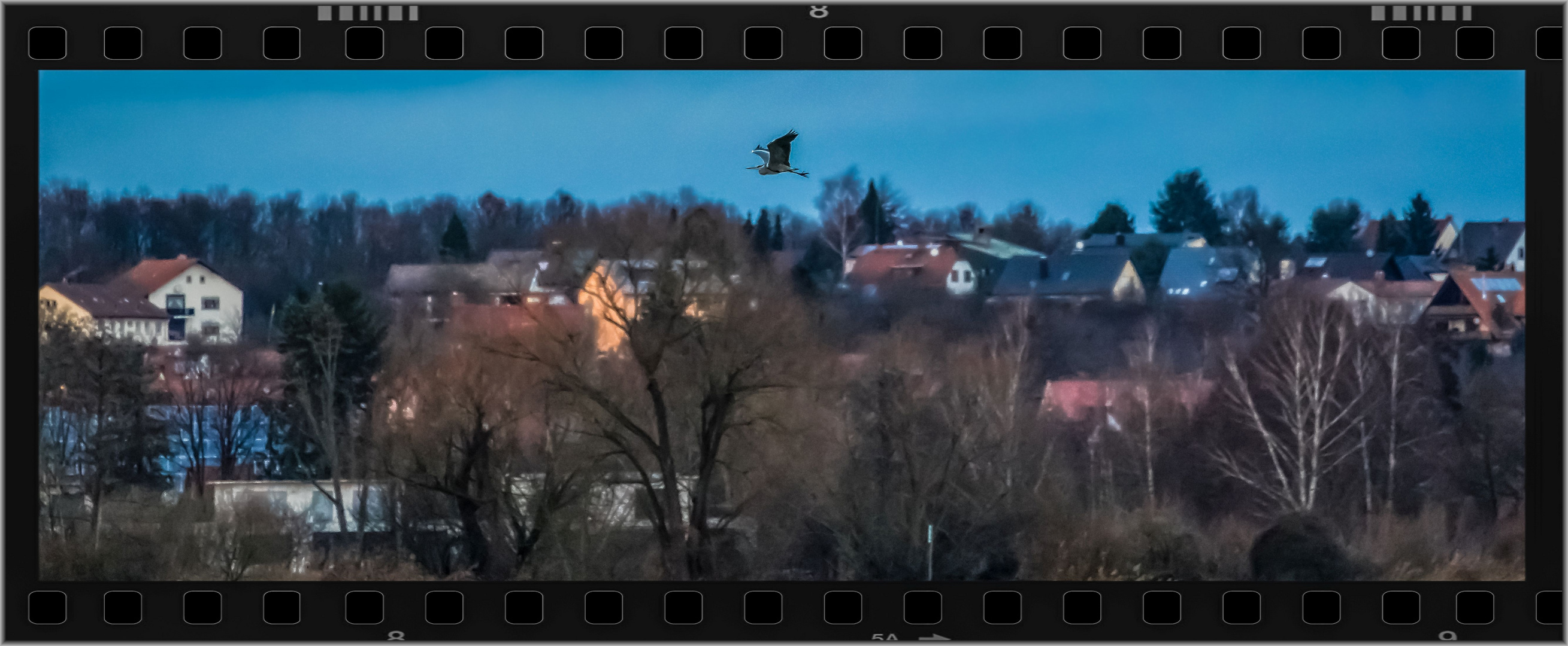 "Der Reiher und das Knipsbild am Abend"