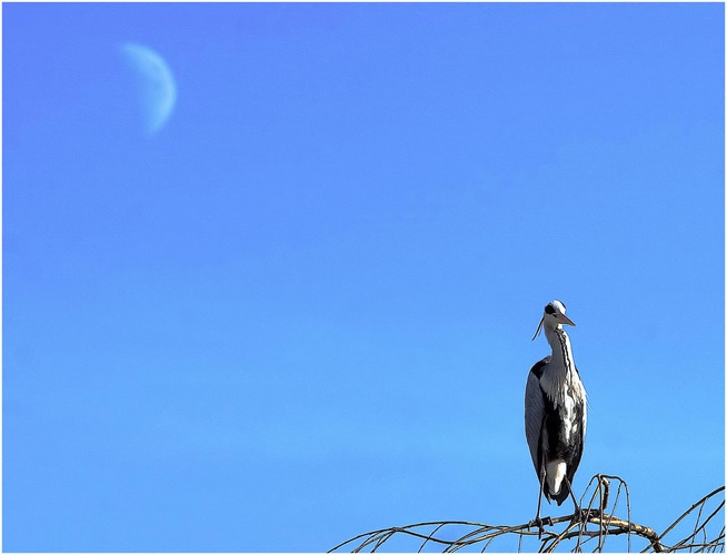 Der Reiher und der Mond