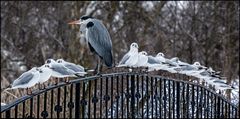 Der Reiher und die  Möw*Innen