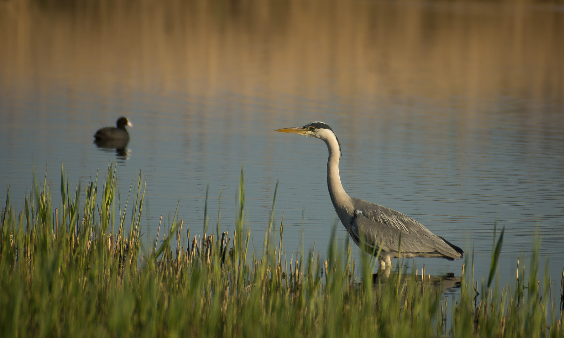 Der Reiher und die Ralle