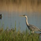 Der Reiher und die Ralle