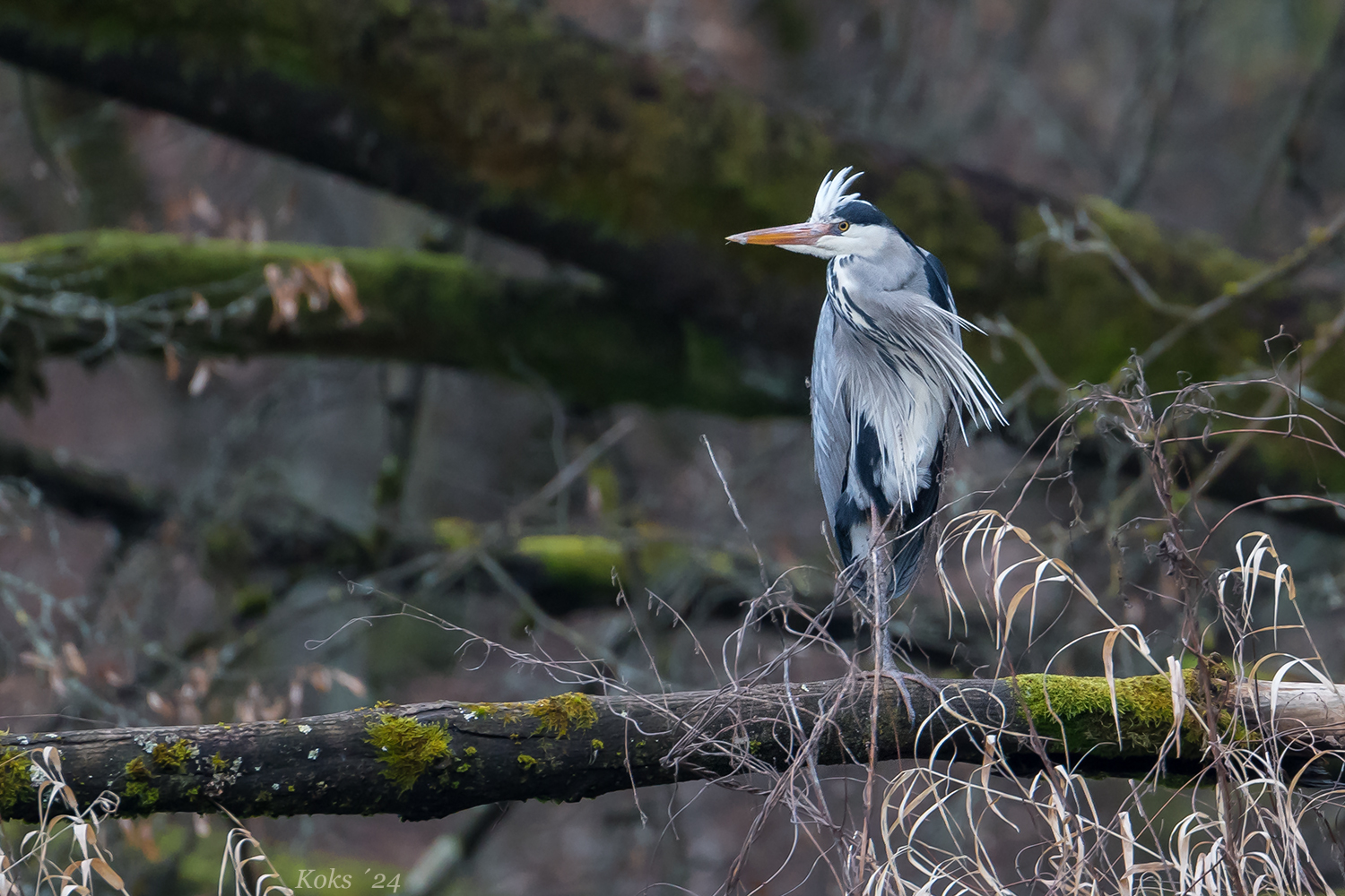 Der Reiher vom Angelteich