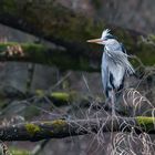 Der Reiher vom Angelteich