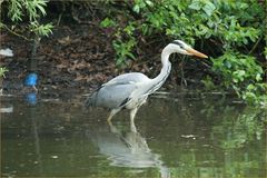 Der Reiher vom Lünischteich...