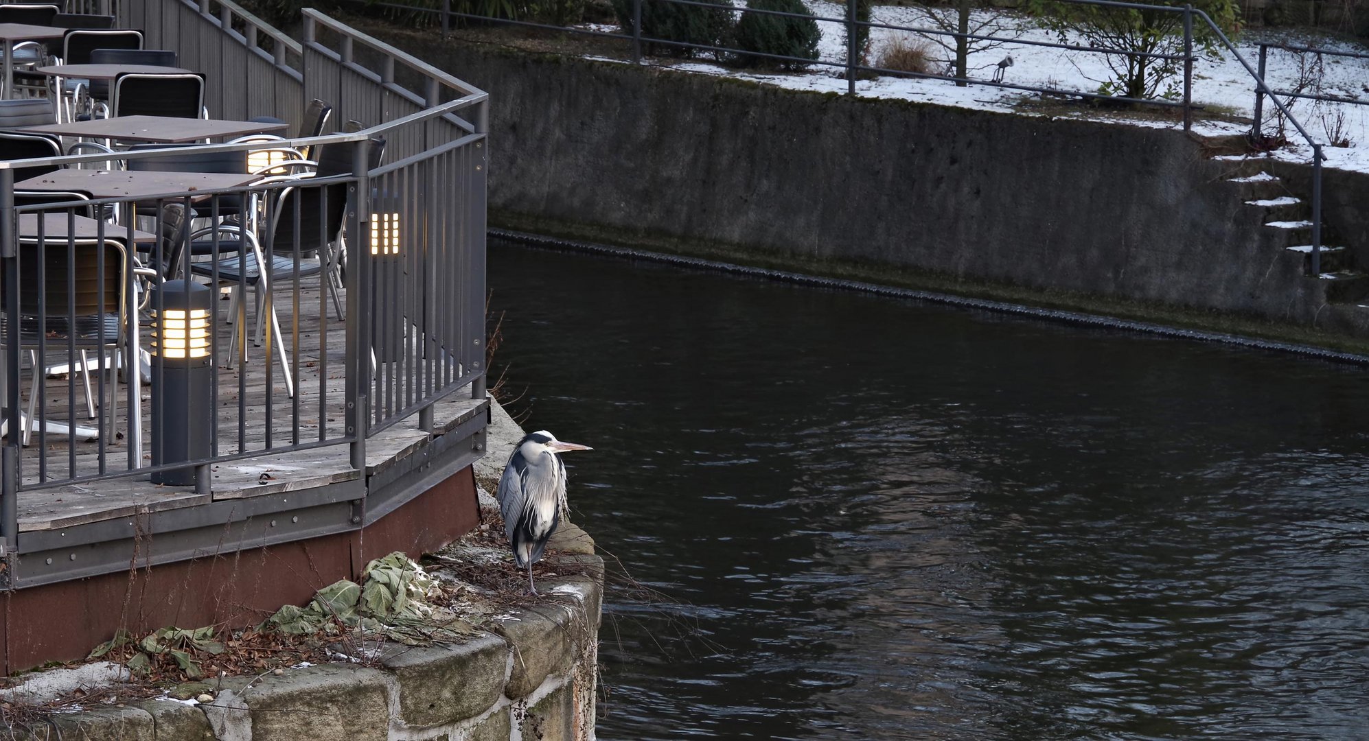 der Reiher...am Kanal....1