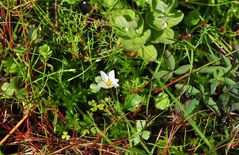 Der Reinweiße Hahnenfuß (Ranunculus ololeucos)