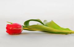 Der Reiz der Tulpe