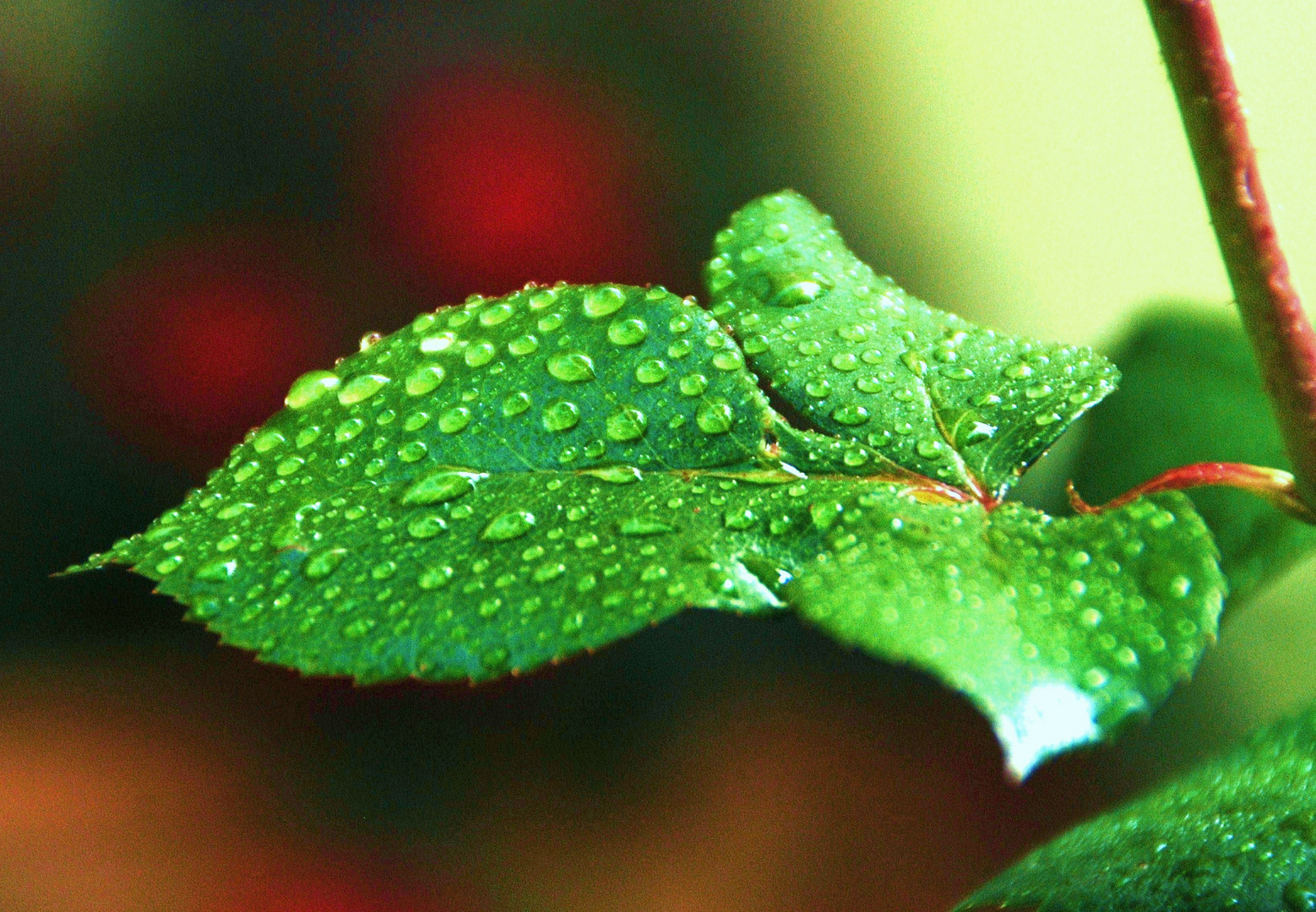 Der Reiz eines Rosenblattes