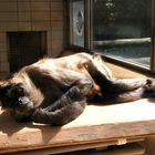 Der relaxte Gibbon