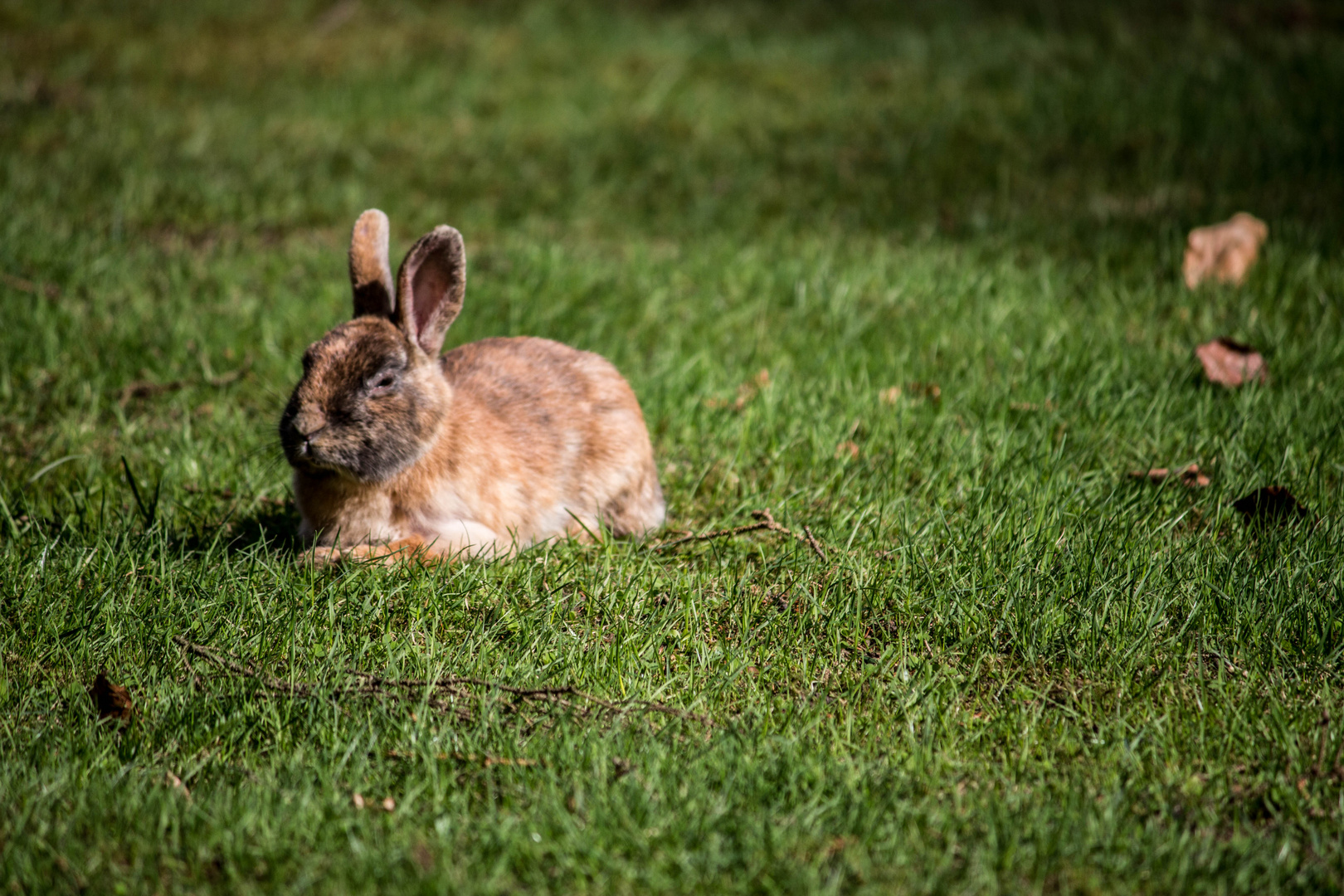 Der relaxte Hase