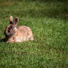 Der relaxte Hase